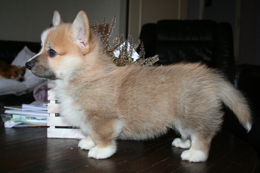 Puppies
